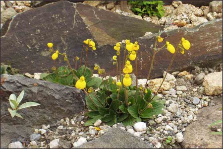 Calceolaria biflora.